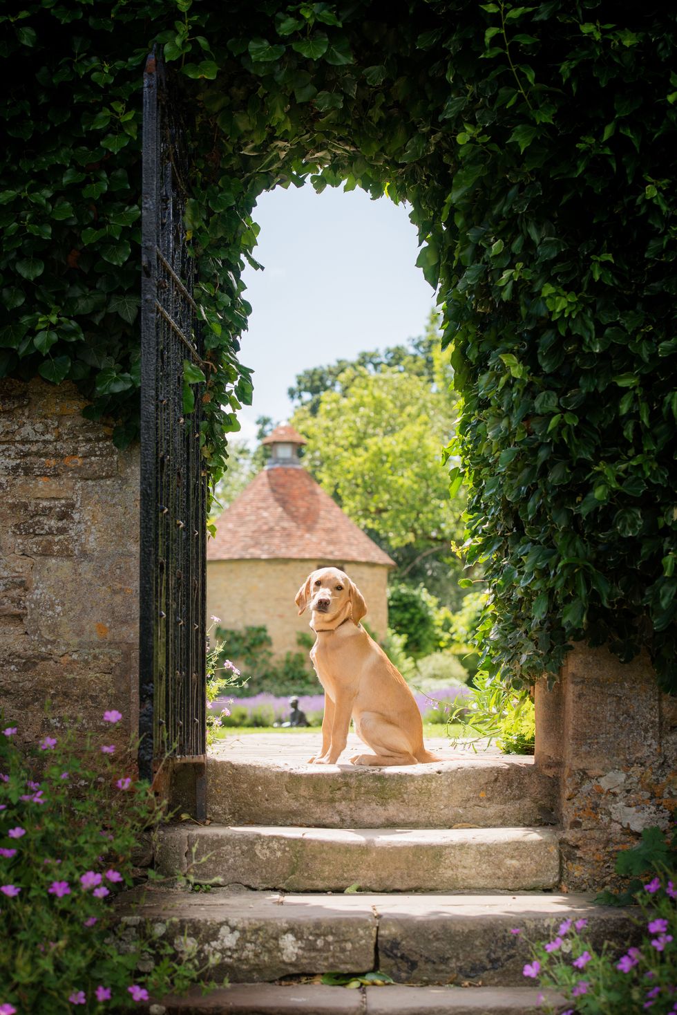 Canine Cotswolds Experience