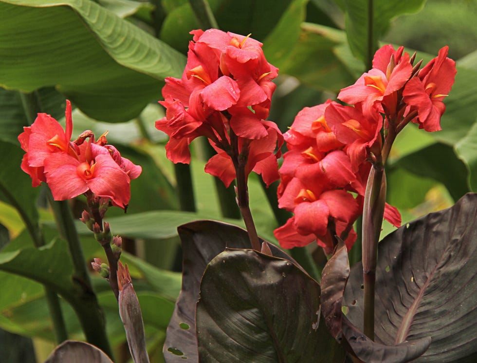 coral canna flowers