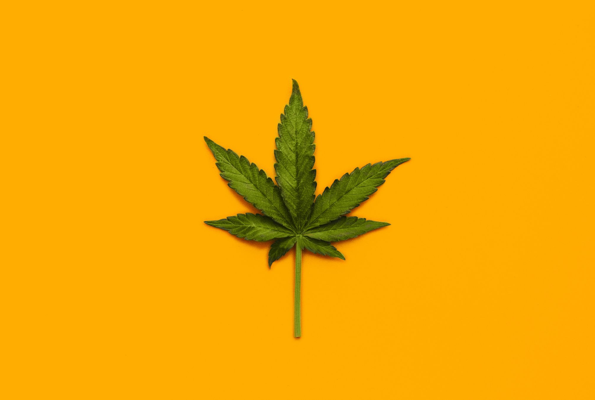 Marijuana Leaf over yellow background