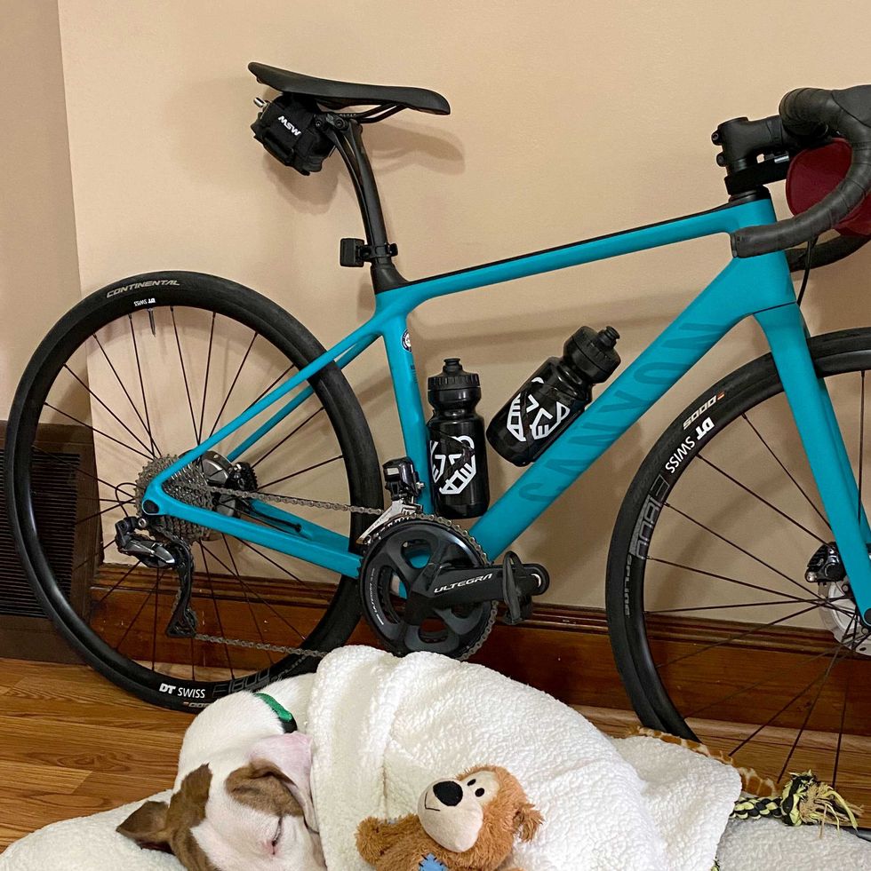 amy wolff's dog, pre, napping alongside the canyon endurace in june 2020