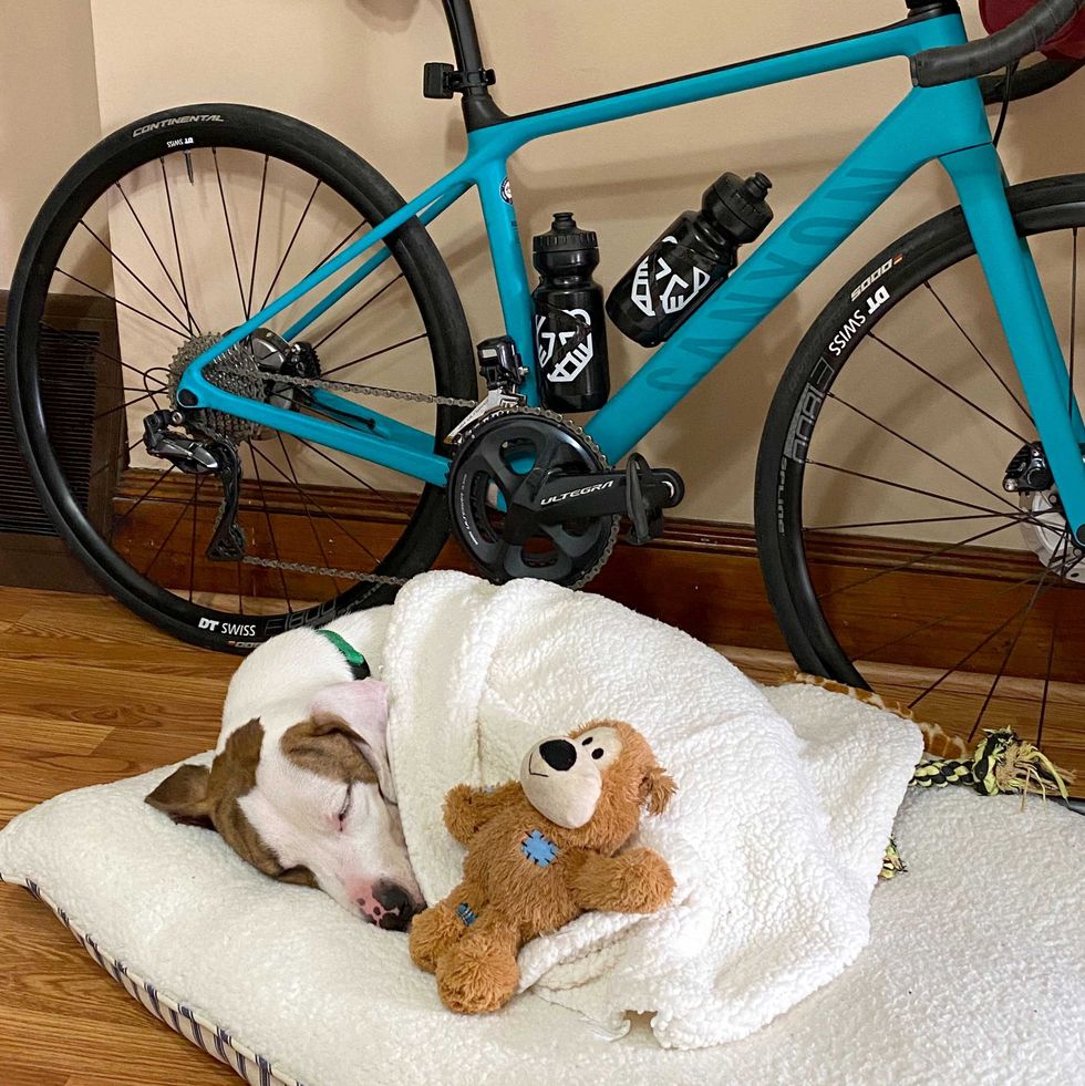 amy wolff's dog, pre, napping alongside the canyon endurace in june 2020