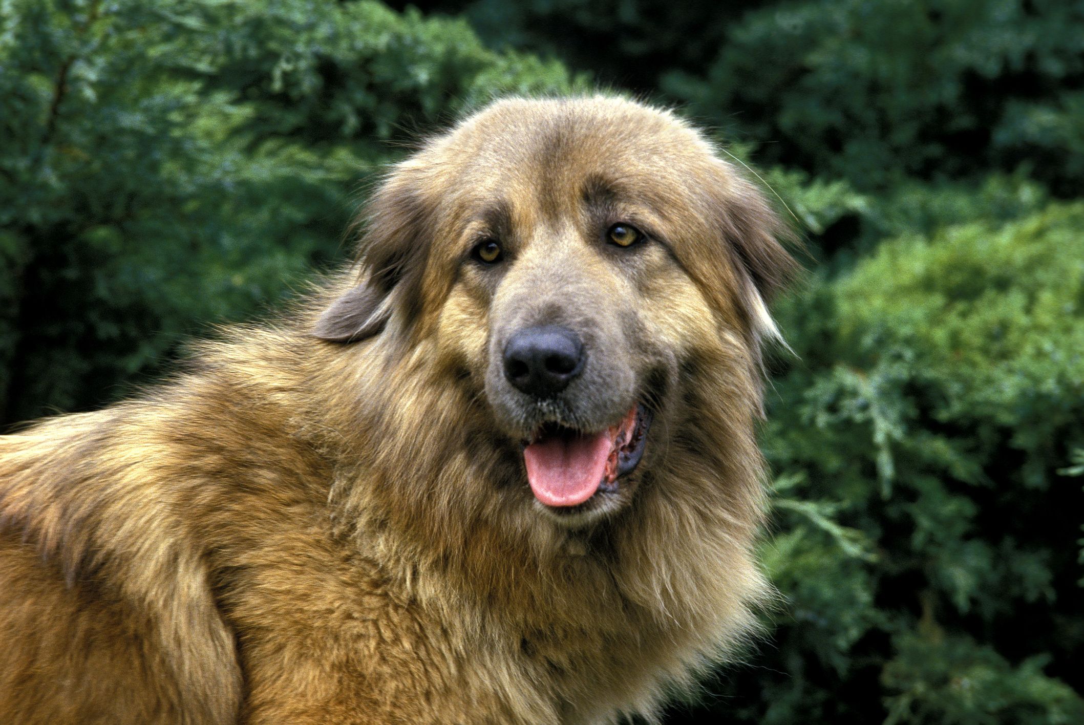 Massive hotsell shepherd dog