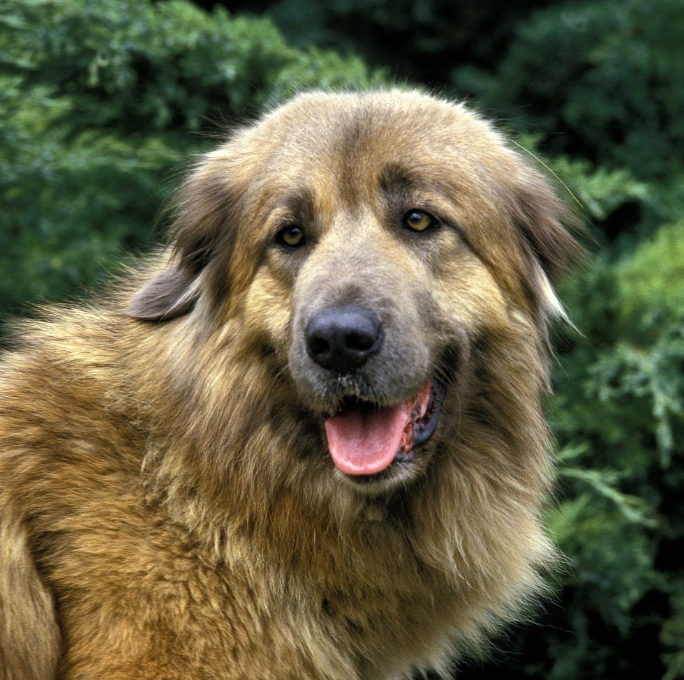 Top 10: Biggest dog breeds in the world - BBC Science Focus Magazine