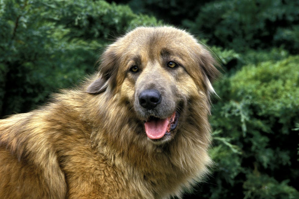 Top 10: Biggest dog breeds in the world - BBC Science Focus Magazine