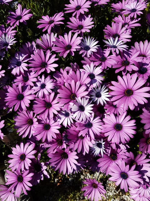 25 Colorful Types Of Daisies - Daisy Varieties For Your Garden