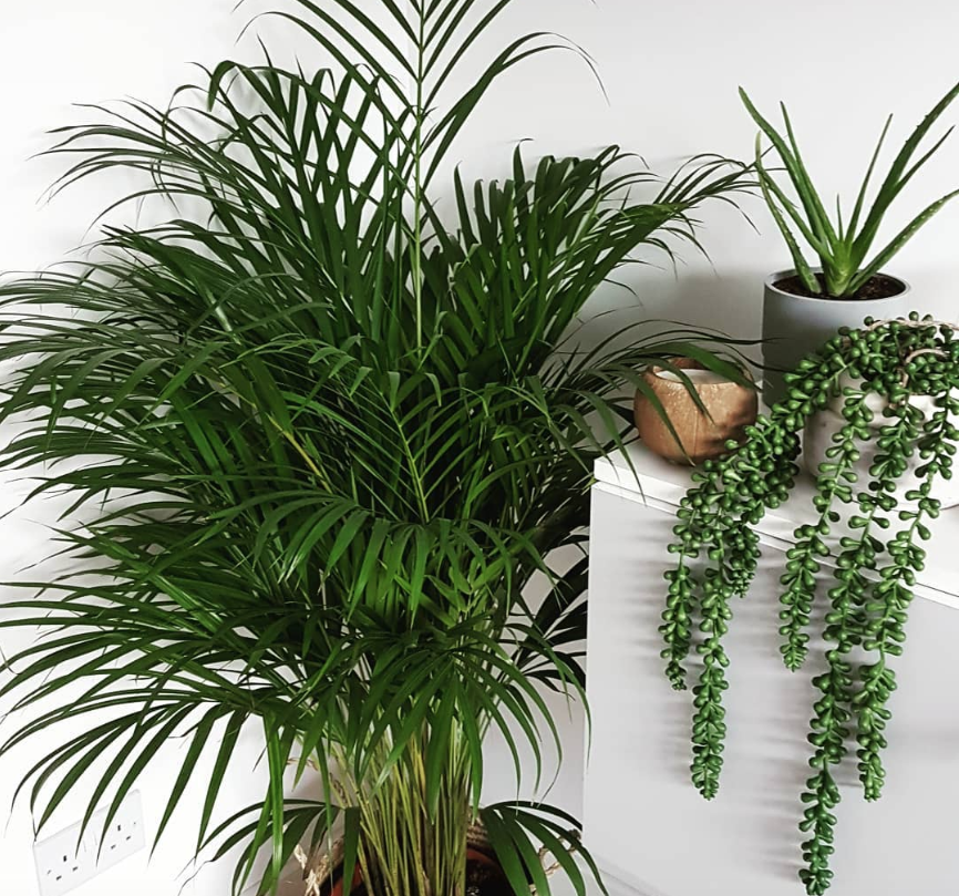 La base de datos Visualizar difícil de complacer Cómo decorar con plantas artificiales realistas