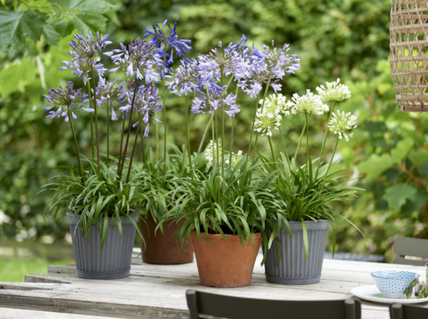 Flower, Plant, Lavender, Flowering plant, Agapanthus, california lilac, Lavender, Herb, Nepeta, Perennial plant, 