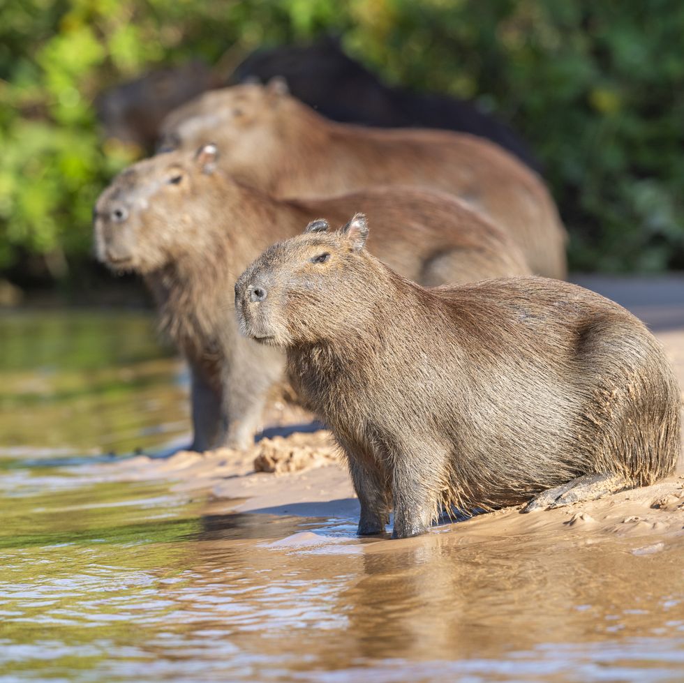 capybara (hydrochoerus hydrochaeris), pantanal wetlands, brazil