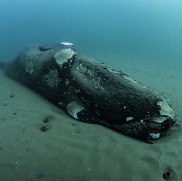 carcass of a dead southern right whale calf resting on the ocean floor, nuevo gulf, valdes peninsula, argentina