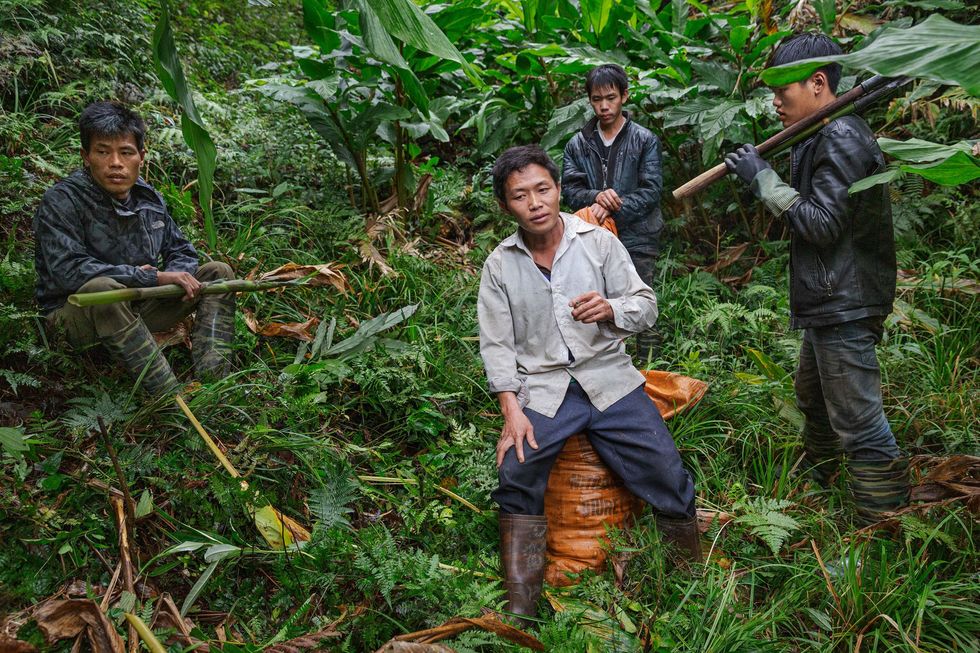 Giang A Thao een boer uit de buurt van Sa Pa de toegangspoort tot het nationaal park rust uit op een zak met vers geplukte kardemompeulen In het oogstseizoen helpt hij zijn familieleden die percelen met kardemom bezitten in het Hoang Liengebergte