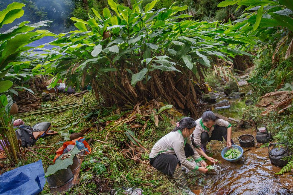 Boeren wassen bladeren bij een pluk zwartekardemomplanten in Nationaal Park Hoang Lien Ze horen bij een groep die enkele dagen in het park verblijft om de specerij te oogsten en te drogen op een open kampvuur Daarna dragen ze de peulen naar hun dorpen bij Sa Pa