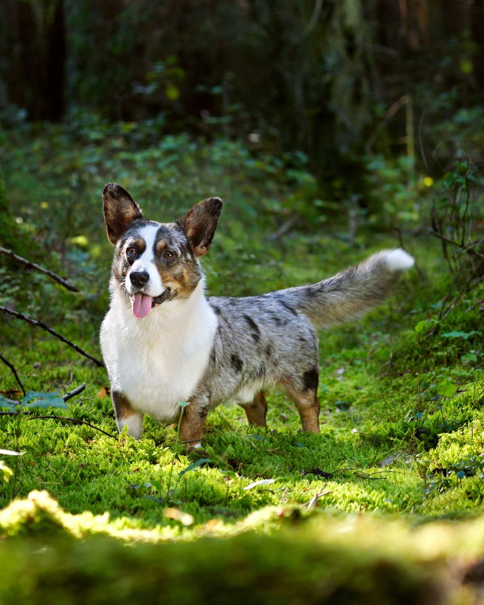 funny merle cardigan welsh corgi standing on green moss in forest on a sunny day