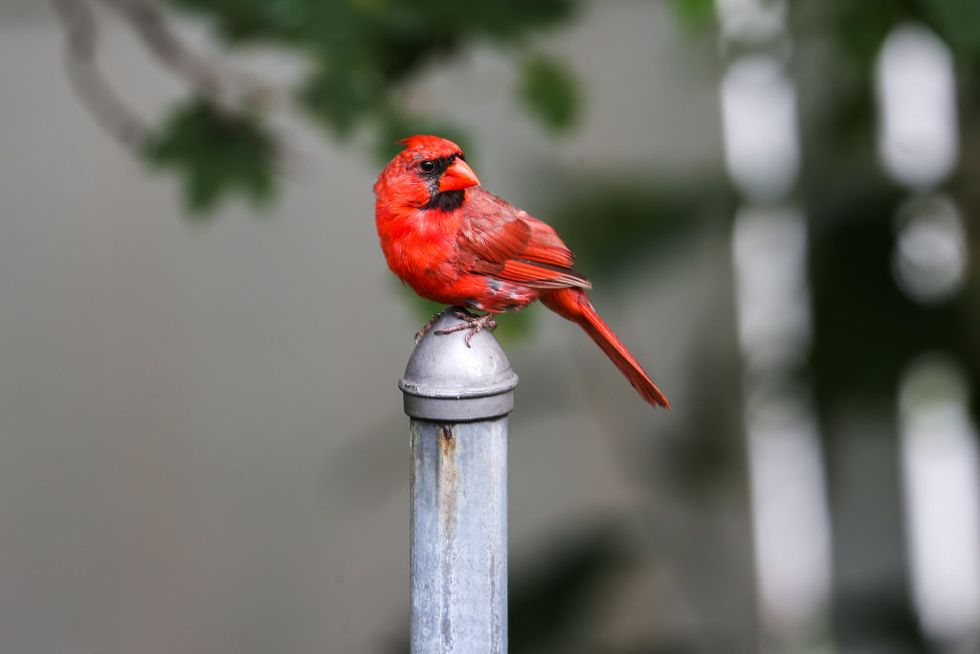 new jersey, usa july 24 a male northern cardinal bird perched on a metal pole in a neighborhood of ridgefield in new jersey, united state on july 24, 2020 photo by tayfun coskunanadolu agency via getty images