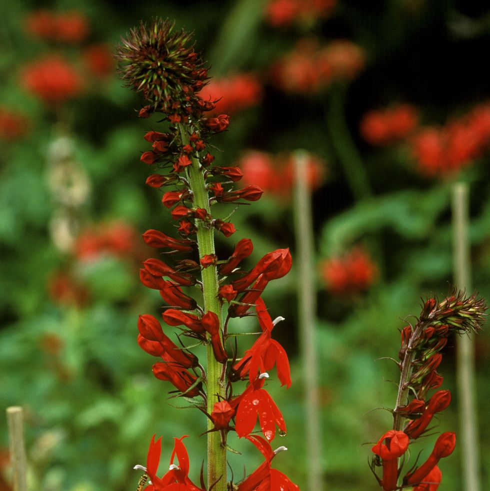 dew on flower stalks of lobelia cardinalis, covered with small bright red tubular blooms that attract hummingbirds hummingbird flowers