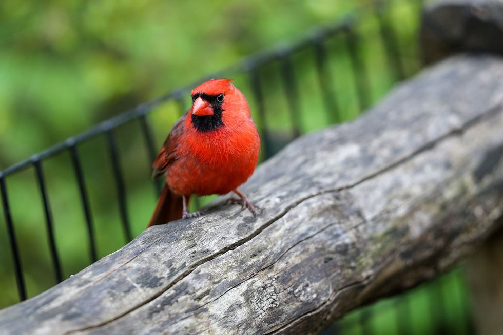new york, usa may 7 a male northern cardinal bird is seen at the central park in manhattan, new york city, united states on may 7, 2020 photo by tayfun coskunanadolu agency via getty images