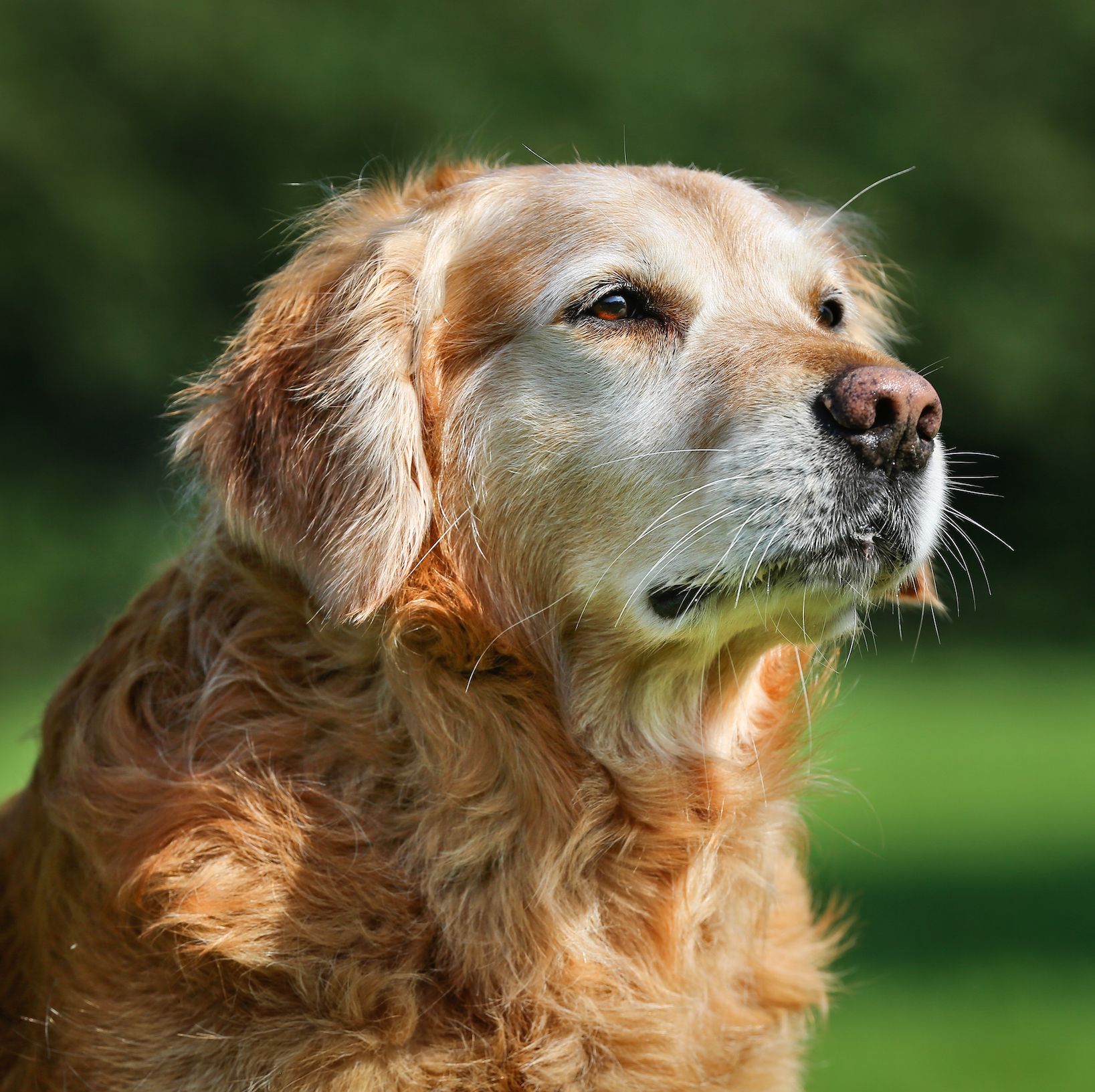 how to care for an older dog