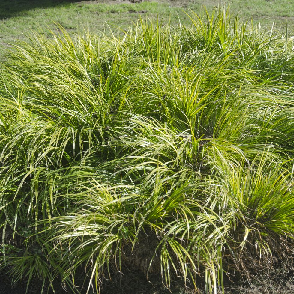 carex montana, also called mountain or soft leaved sedge