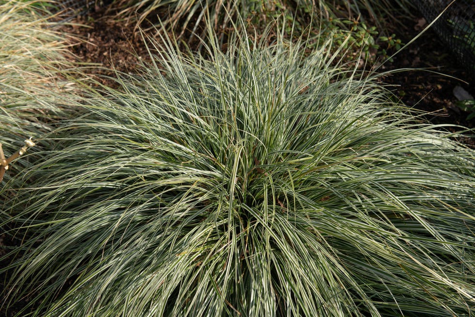 carex oshimensis is a grassy sedge and native to japan