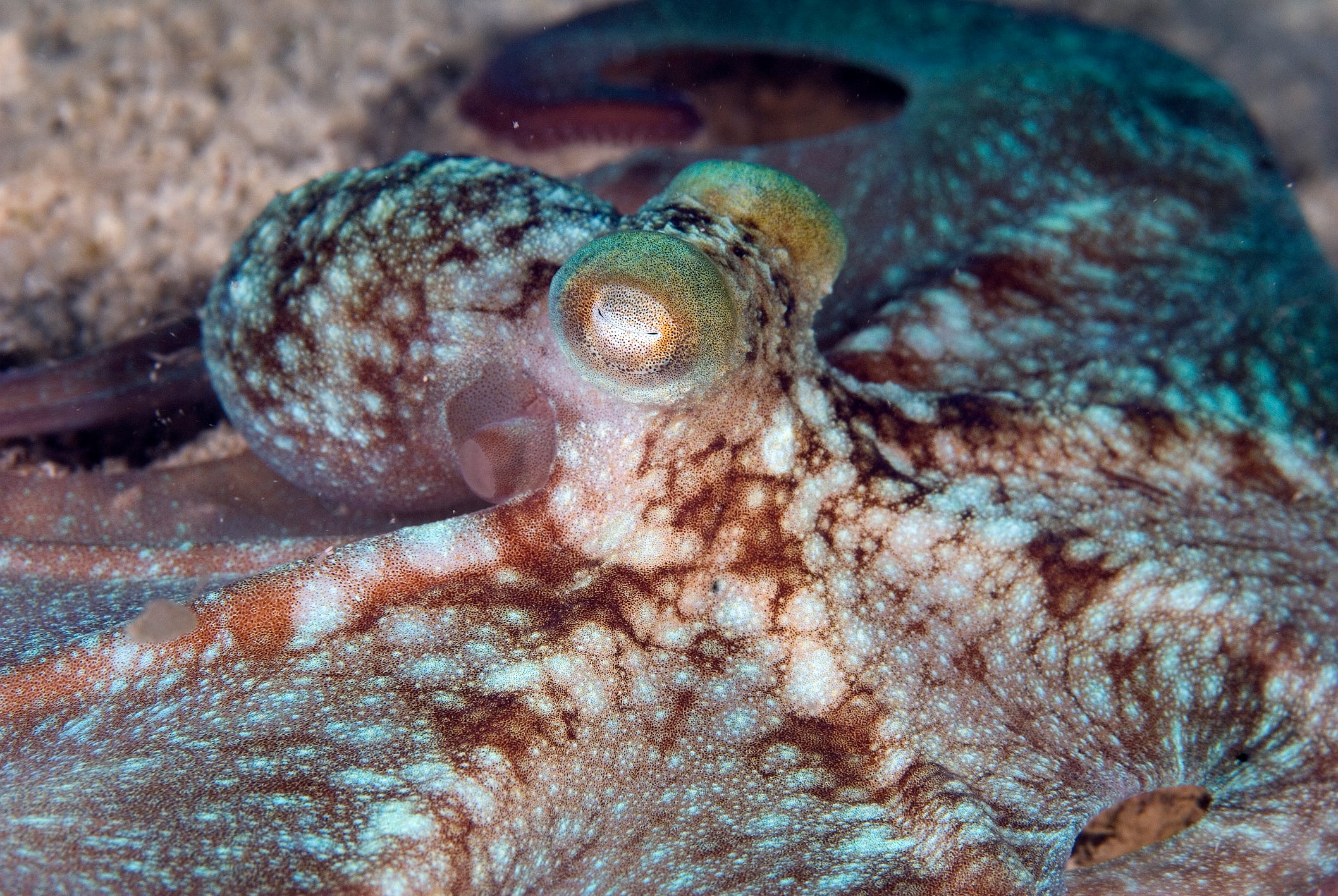 15 Incredible Octopus Photos and Facts