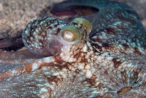 Caribbean reef octopus (Octopus briareus), Cancun, Mexico, Caribbean Sea