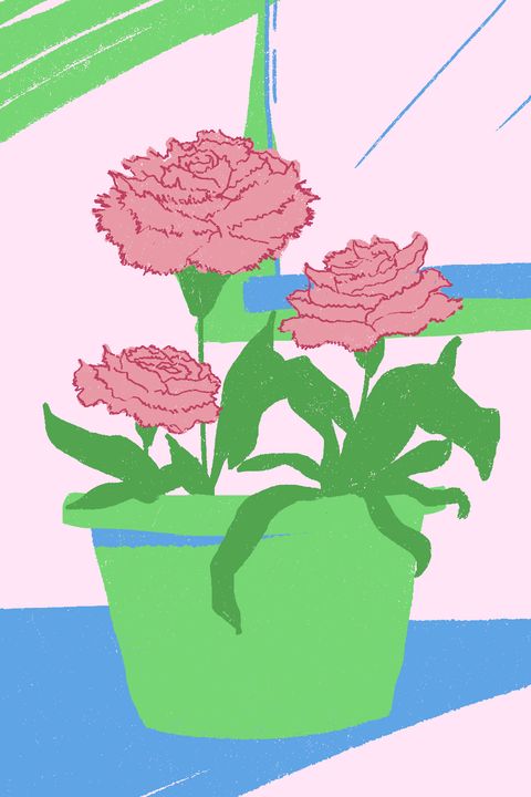 Flowerpot, Flower, Plant, Pink, Botany, Illustration, Carnation, Cut flowers, Flowering plant, Chrysanths, 