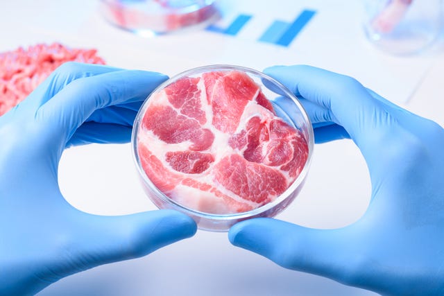 raw meat sample in laboratory petri dish cultured lab grown meat or meat examination concept