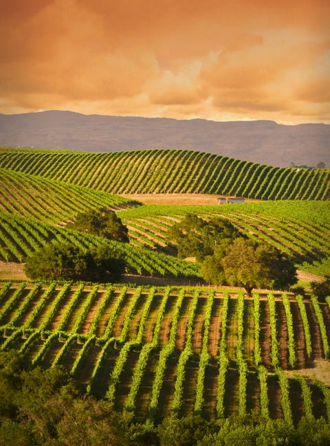 carneros vineyard