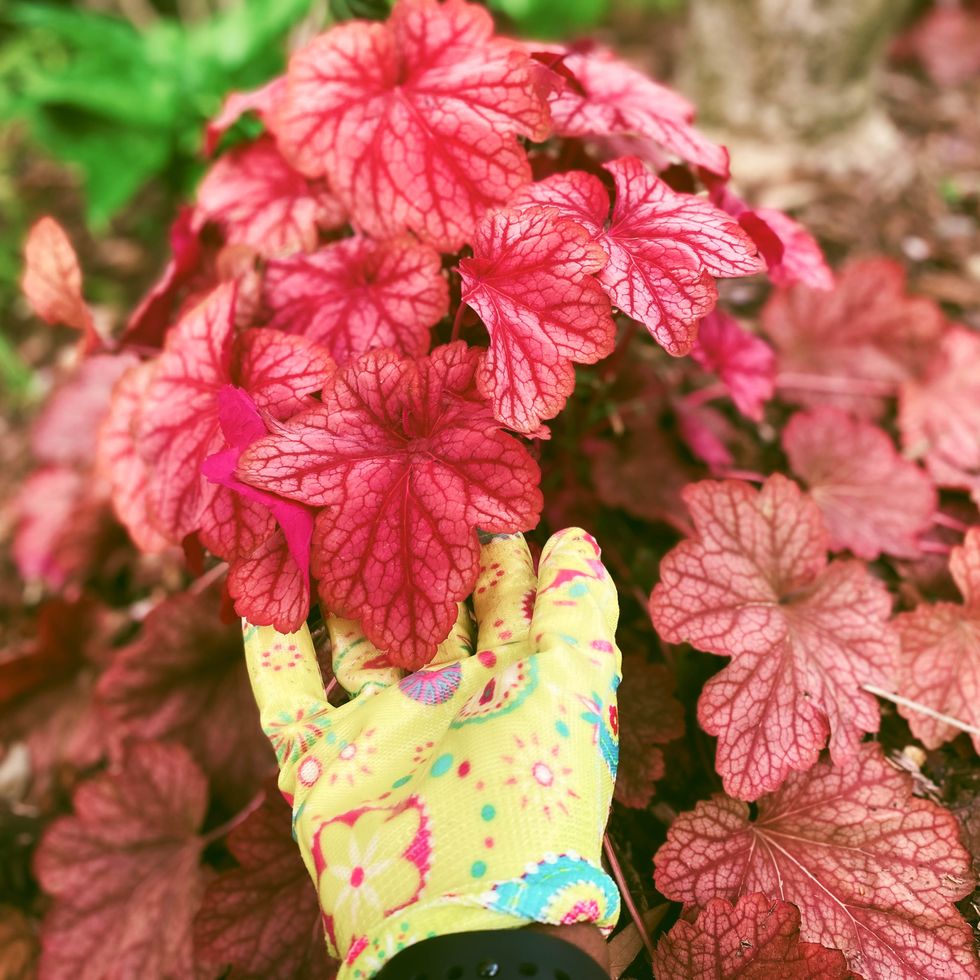 'carnival watermelon' heuchera in early spring