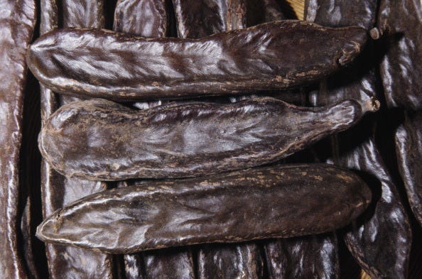 Carob Tree or St John's-bread fruit pods...