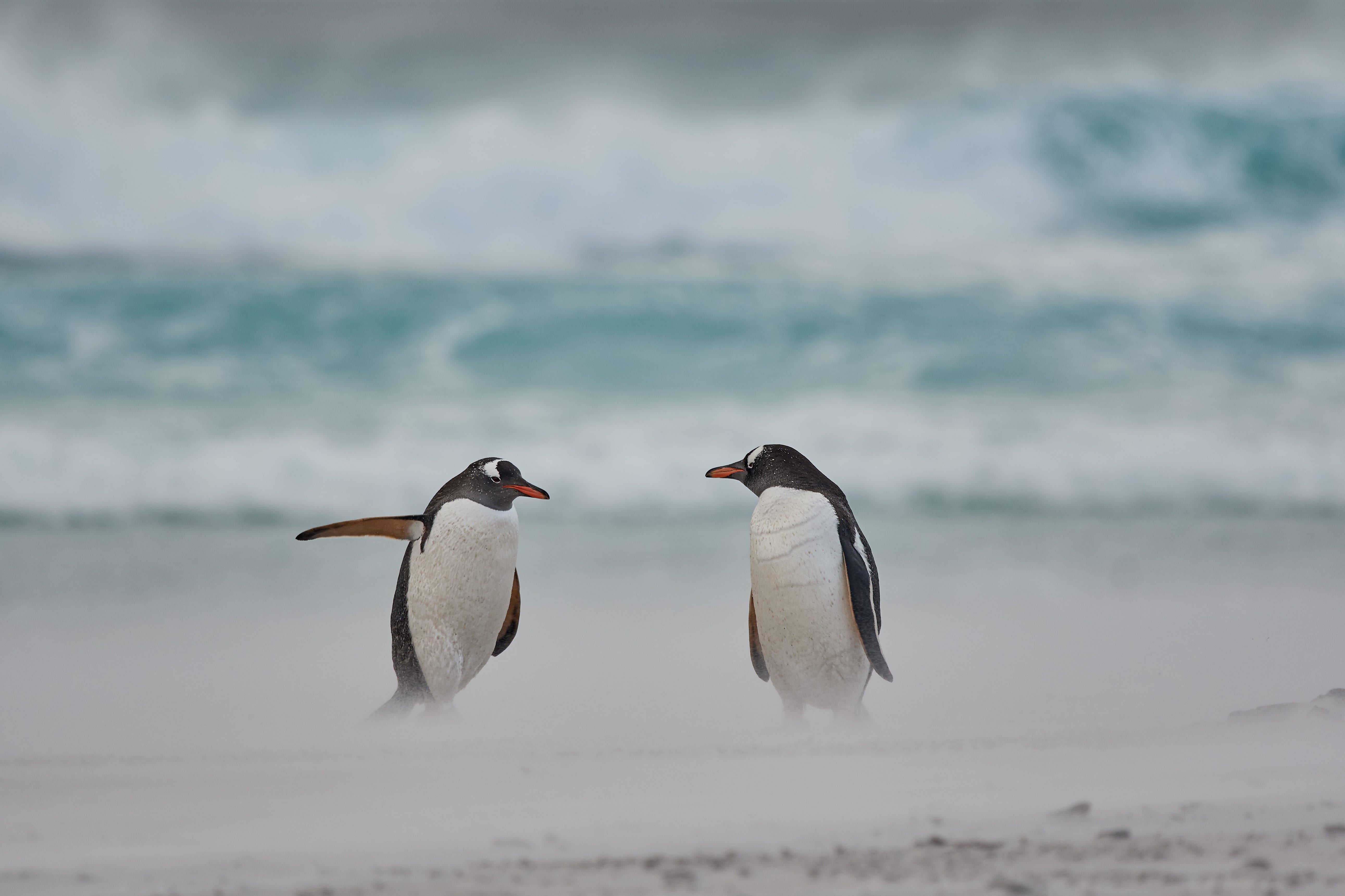 2021 comedy wildlife finalists