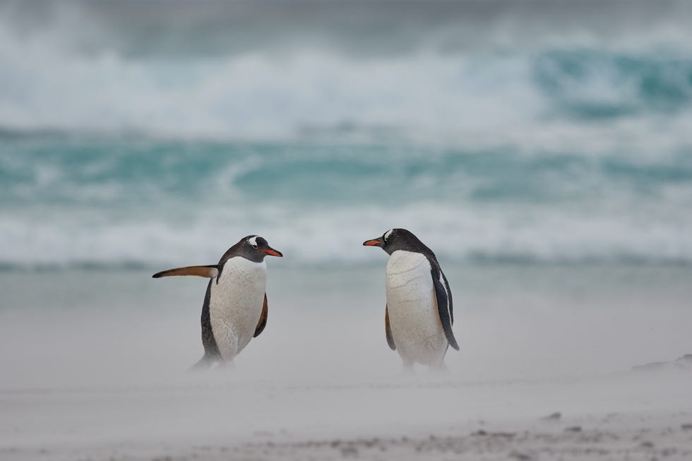 2021 comedy wildlife finalists