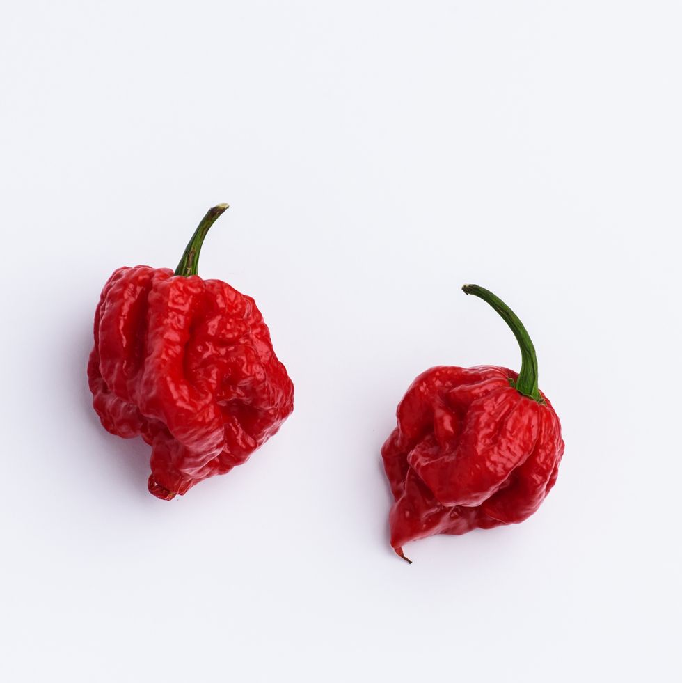 carolina reaper hot chilli pepper on white