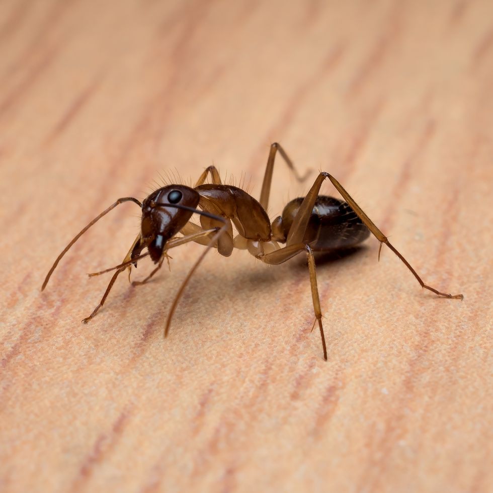Carpenter Ant (Camponotus Sp.) cleaning body