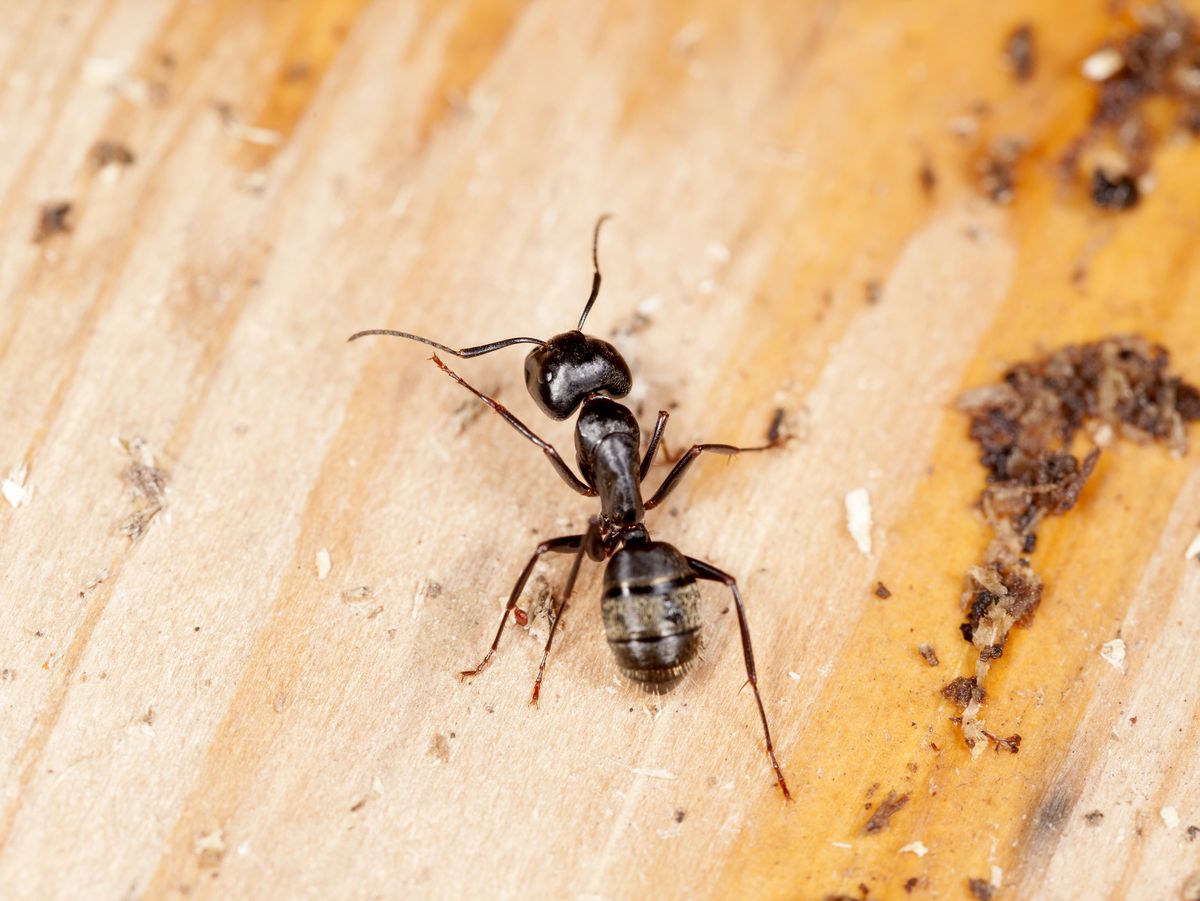The trick to getting rid of ants for good (it's not a spray) - The  Washington Post