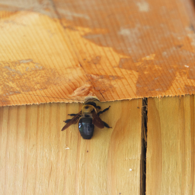 carpenter bee on wood structure