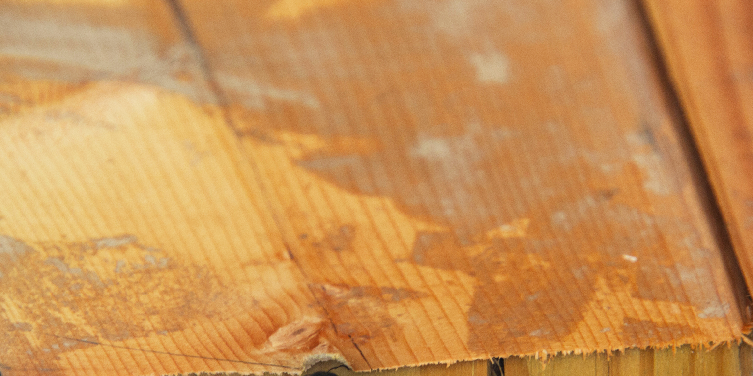 carpenter bee nest removal