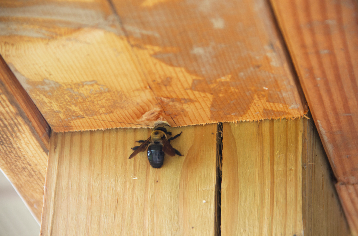 What do deals carpenter bees eat