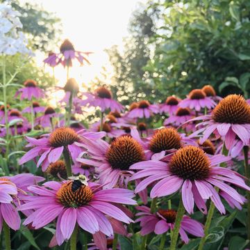 carpenter bees on purple cone flowers in laconia, new hampshire usa