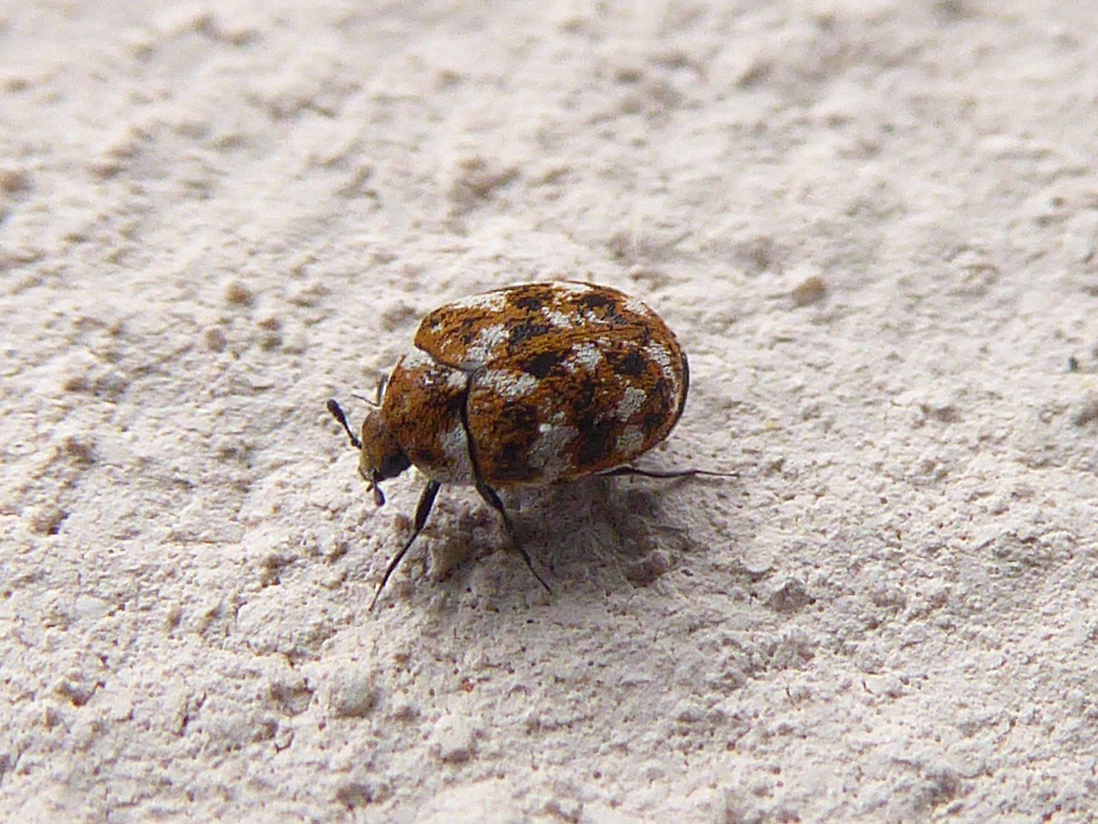 How To Get Rid Of Carpet Beetles - Carpet Beetle Removal Tips