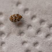 cómo eliminar los escarabajos de las alfombras