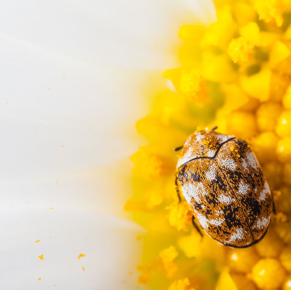 Carpet beetles: Signs You Have An Infestation & How To Get Rid