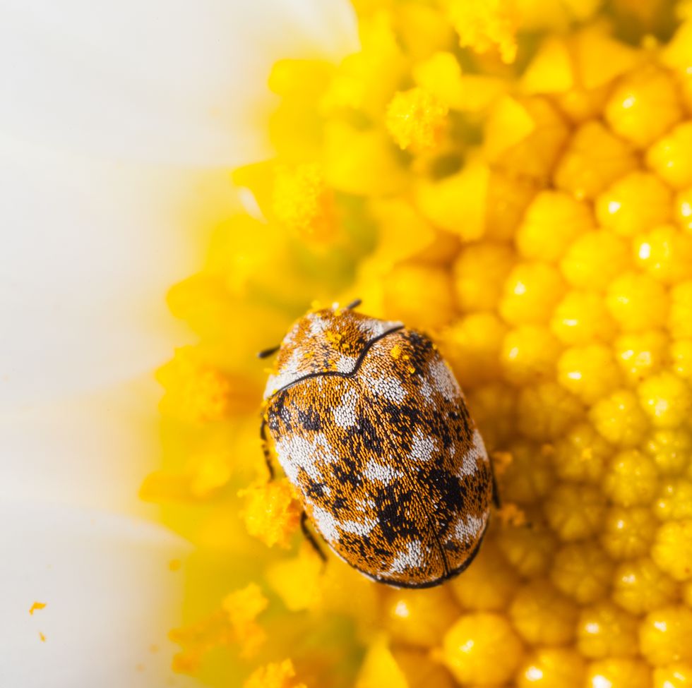 Carpet Beetles: Signs You Have An Infestation & How To Get Rid