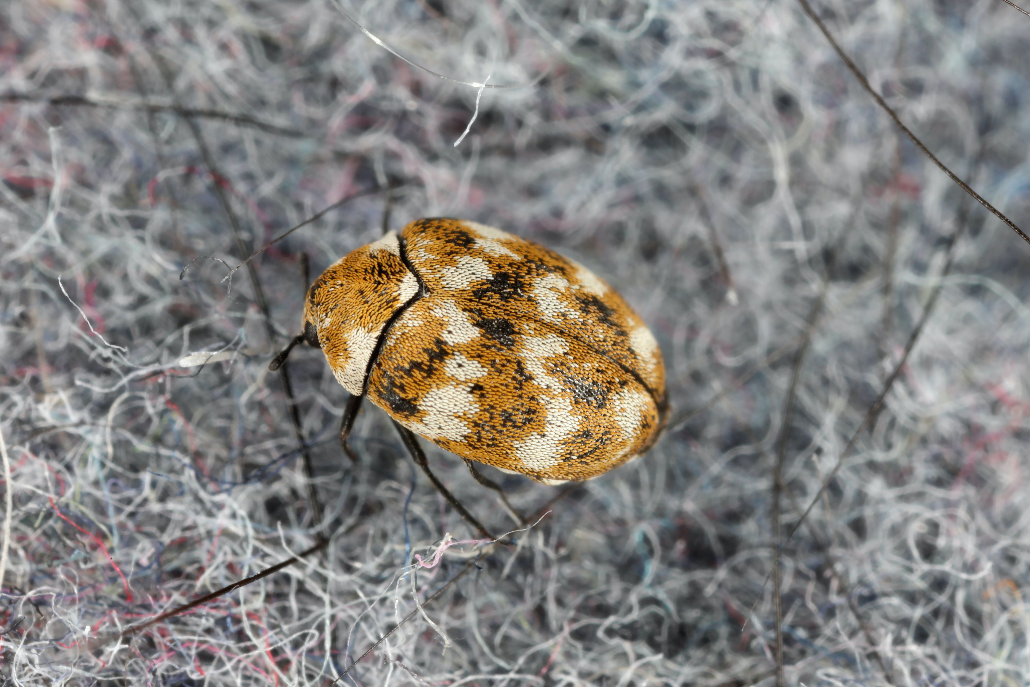 5 Easy Things You Can Do To Prevent Carpet Beetles