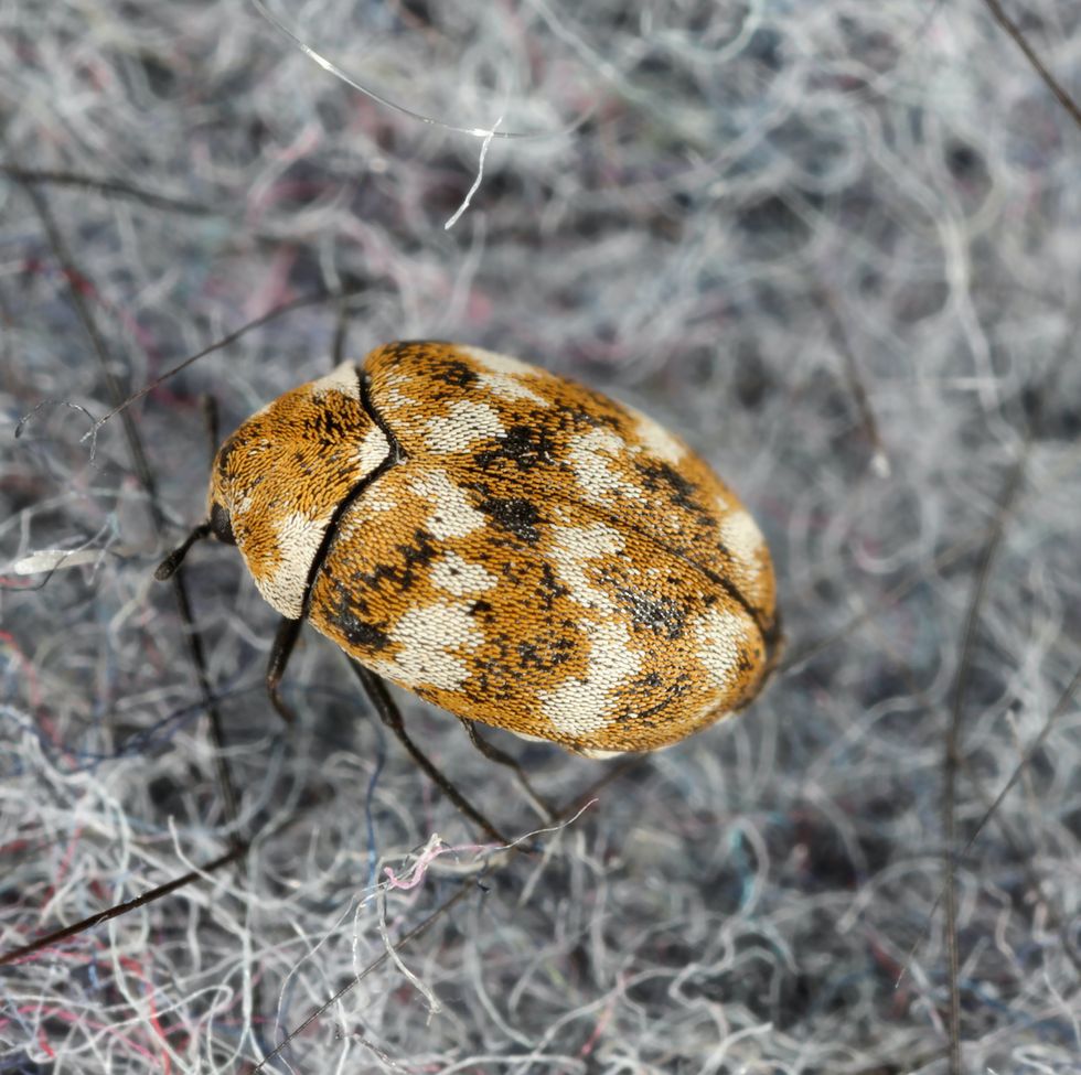 varied carpet beetle anthrenus verbasci