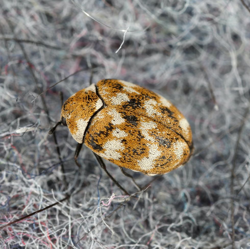 varied carpet beetle anthrenus verbasci