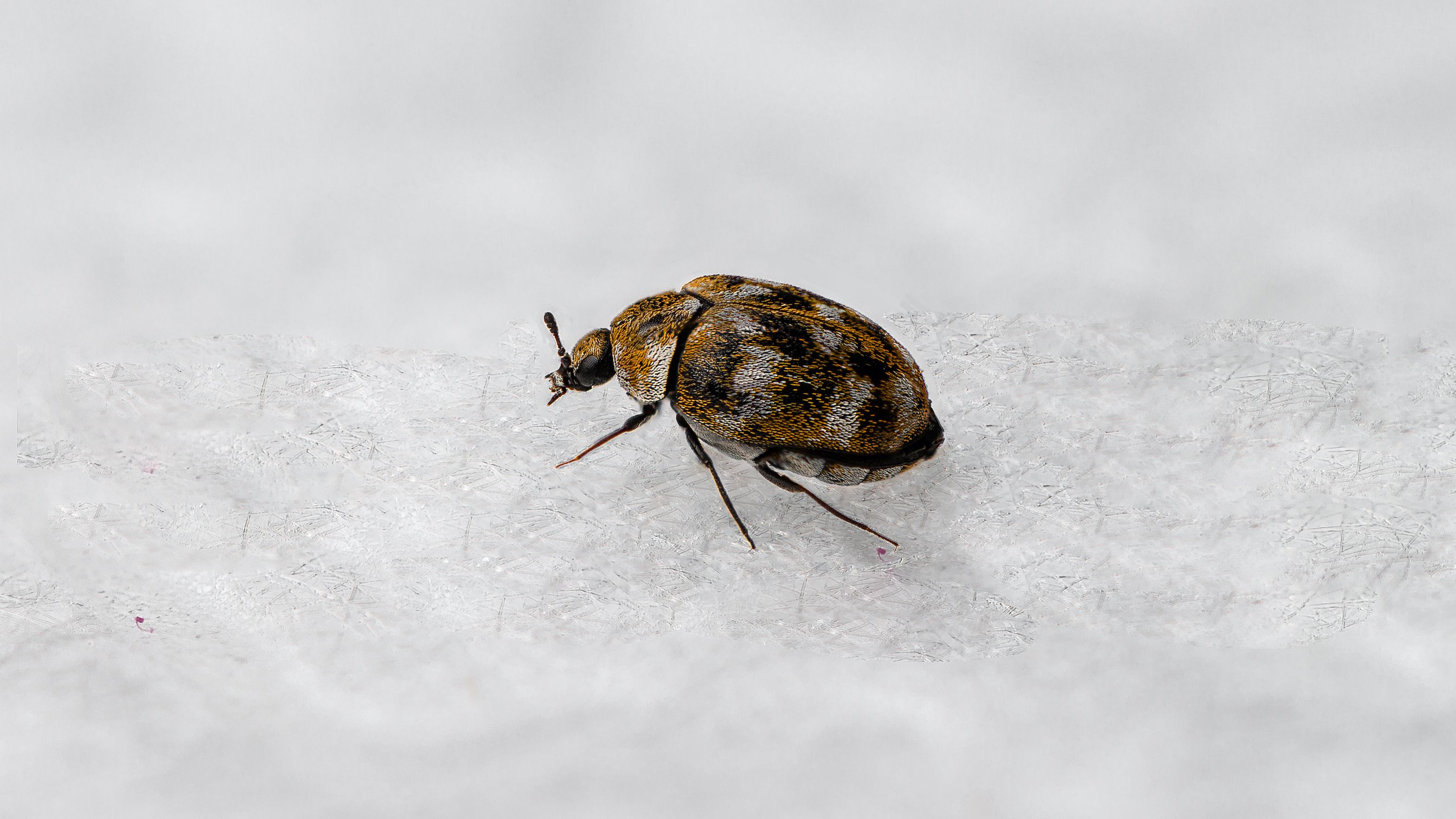 Carpet beetle deals killer