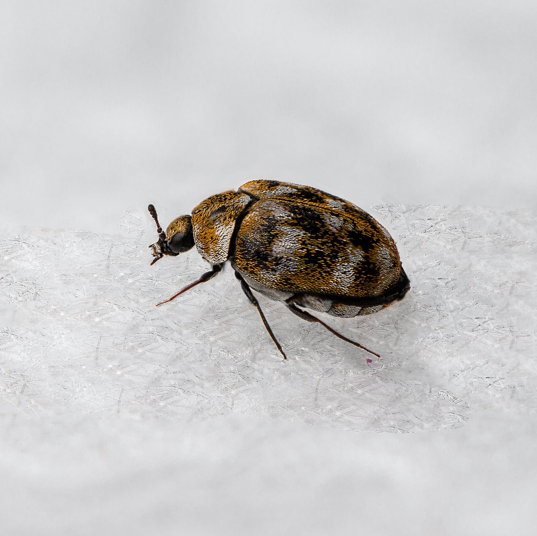 black carpet beetle