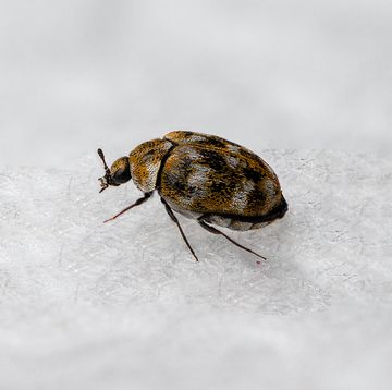 carpet beetles signs you have an infestation and how to get rid