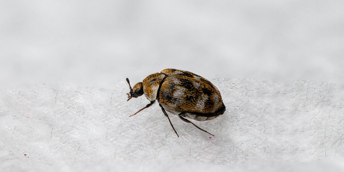 How to Get Rid of Carpet Beetles (4 Easy Steps) 