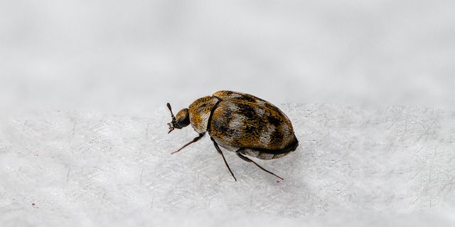 Carpet Beetle Control, Beetle Identification